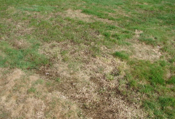 stankelbenslarve græsplæne skade
