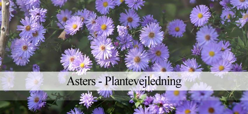 Asters i haven
