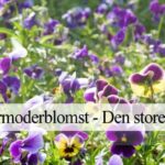 Stedmoderblomst